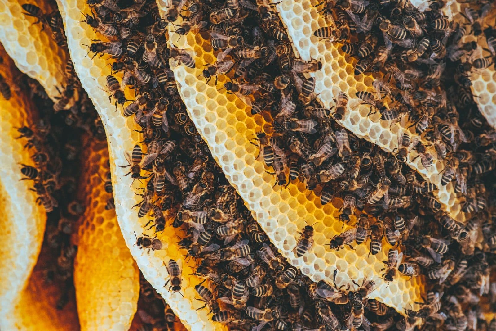 Biomimetic systems mirroring nature