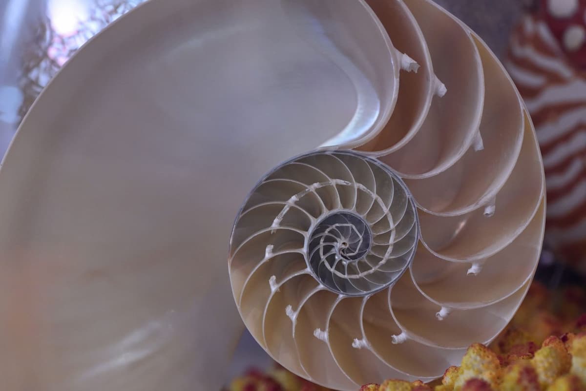 The Learning Spiral - Tree rings spiraling upward