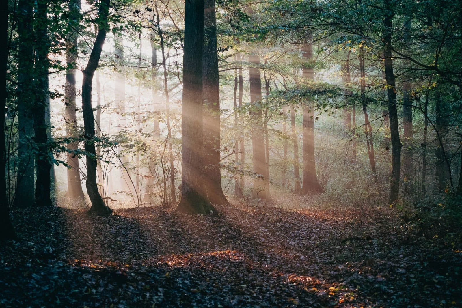 Protocol for flow and alignment