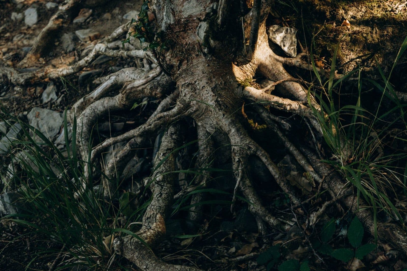 Bioregional Rooting